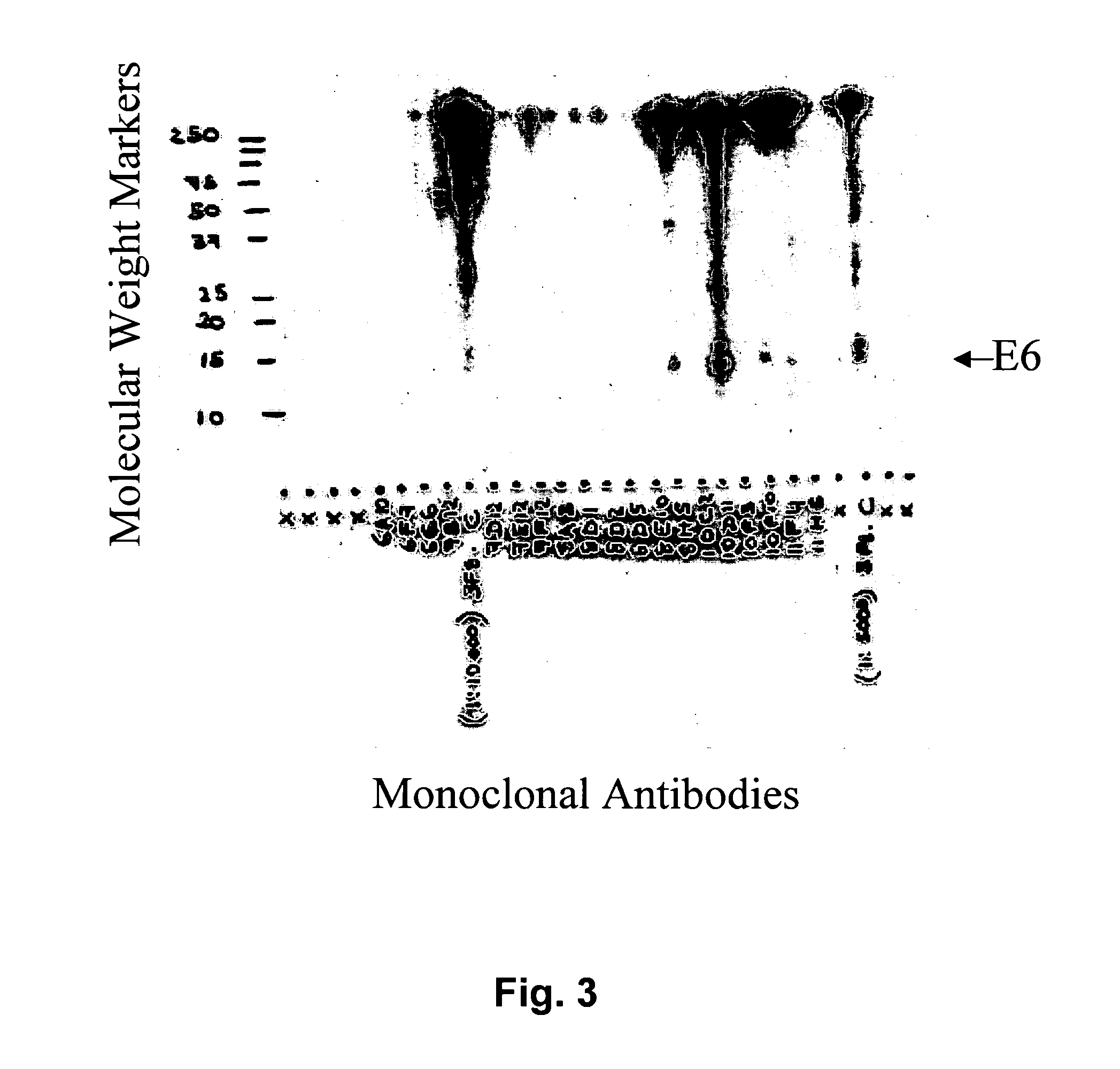 Antibodies for oncogenic strains of HPV and methods of their use