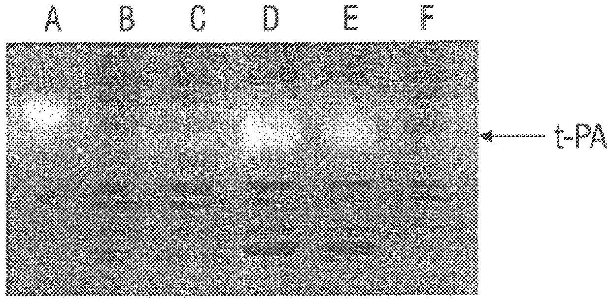 Methods for producing heterologous disulfide bond-containing polypeptides in bacterial cells