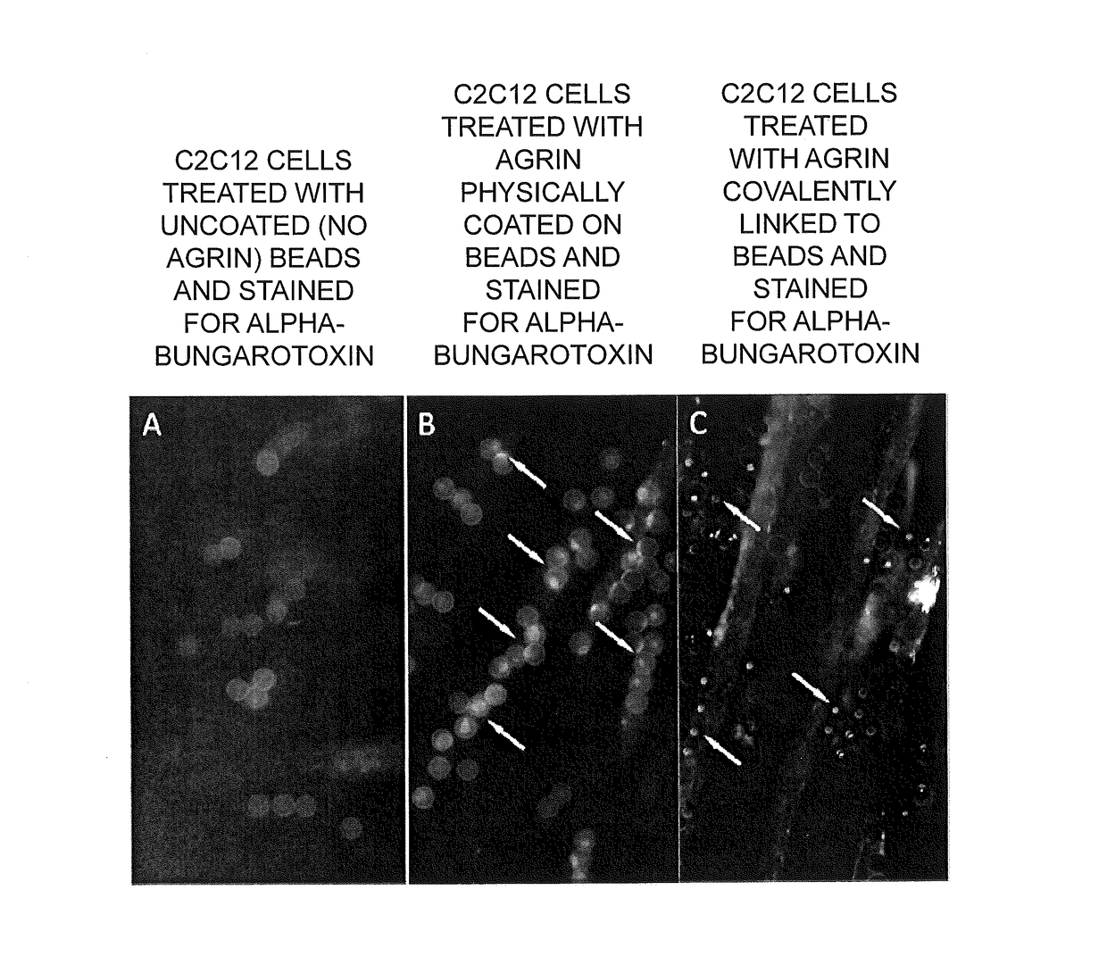 Bioscaffolds for formation of motor endplates and other specialized tissue structures