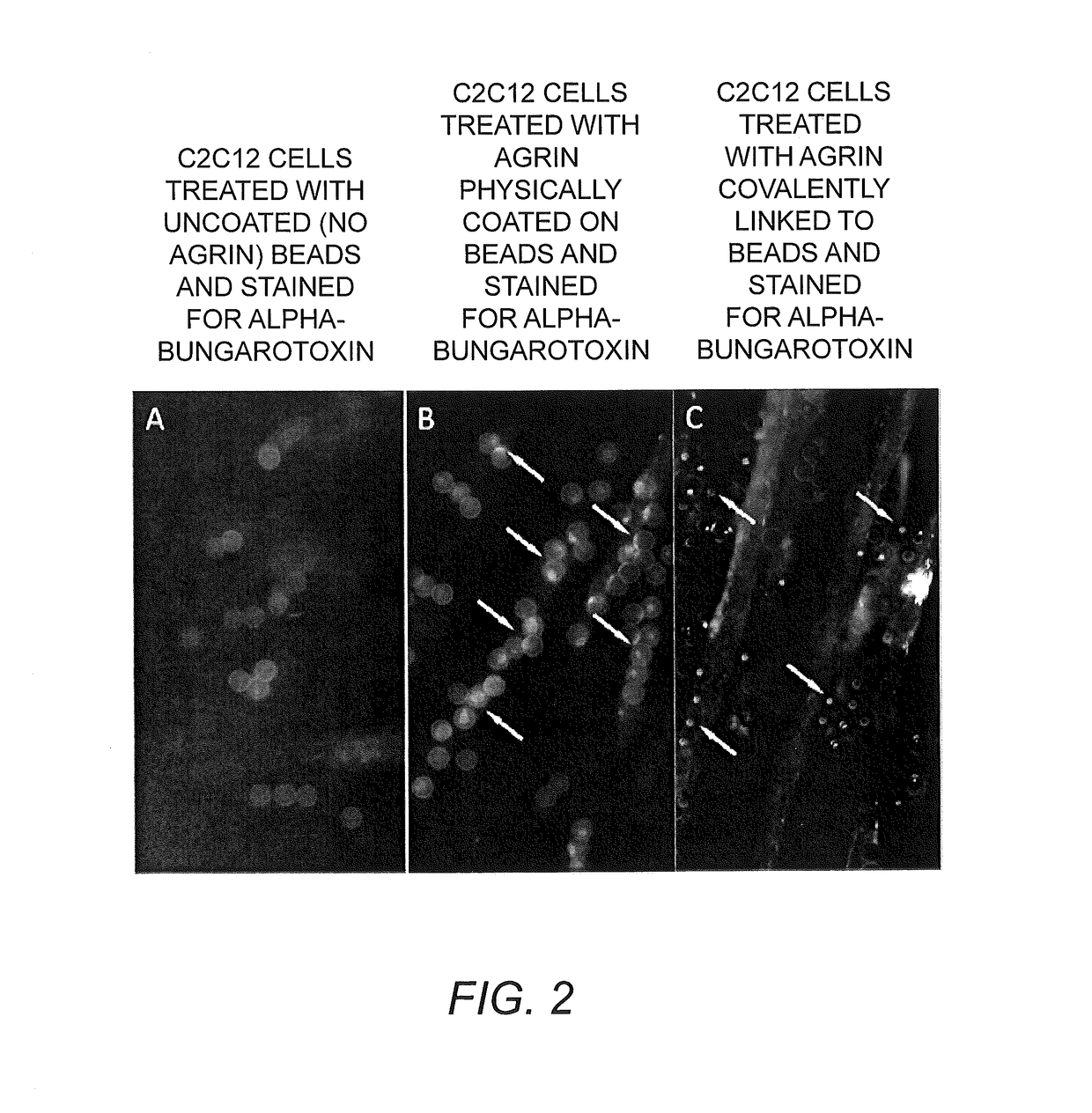 Bioscaffolds for formation of motor endplates and other specialized tissue structures