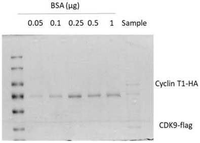 Method for in-vitro screening of CDKs family protein kinase inhibitor based on MALDI-TOF-MS