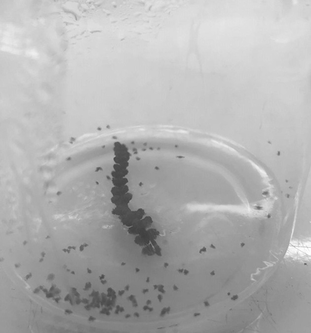 Tissue culture propagation method of Osmanthus chinensis induced by young sporangia group through ggb pathway