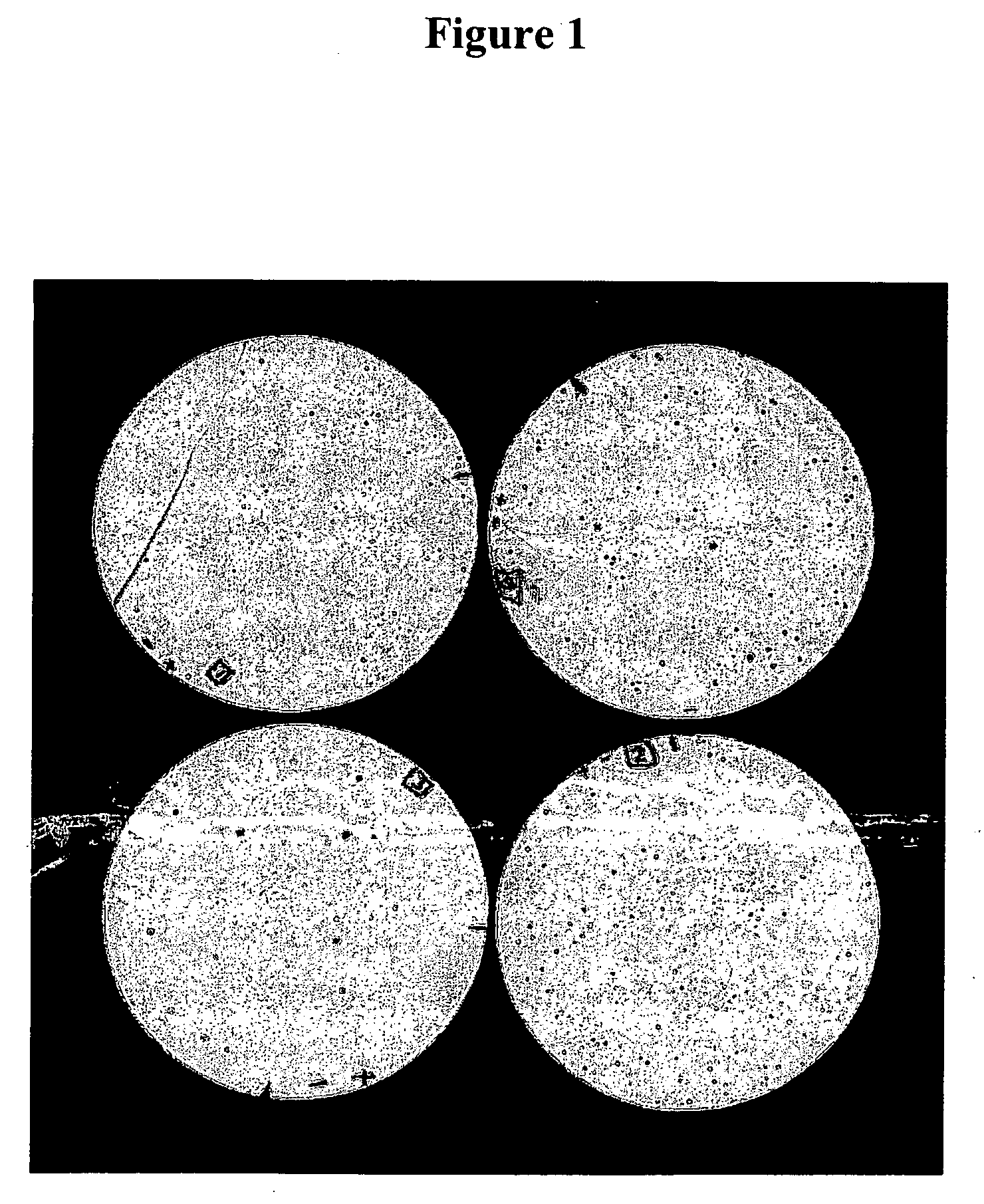 Compositions and methods for eliciting an immune response to gram-negative bacterial infections