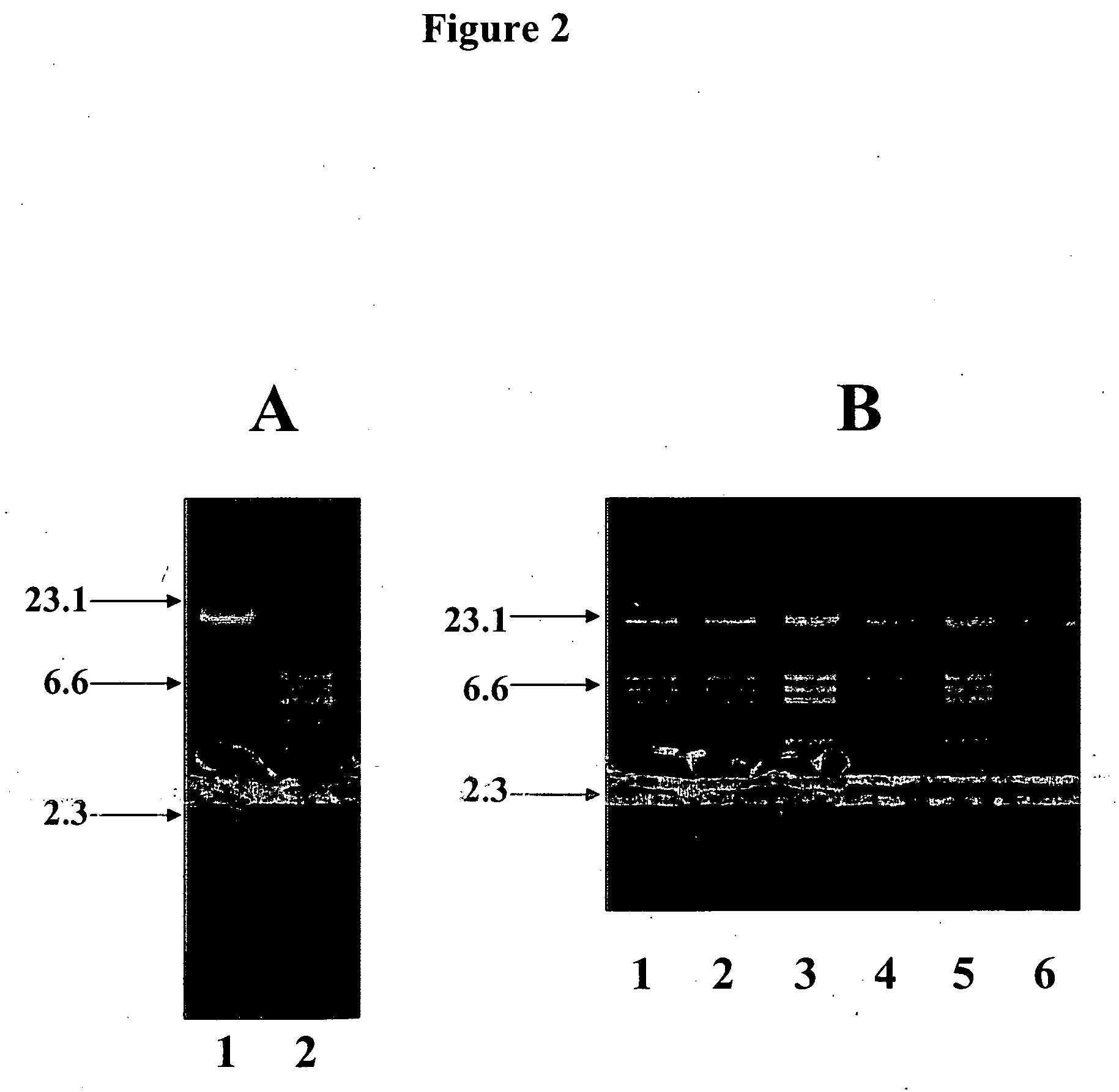Compositions and methods for eliciting an immune response to gram-negative bacterial infections