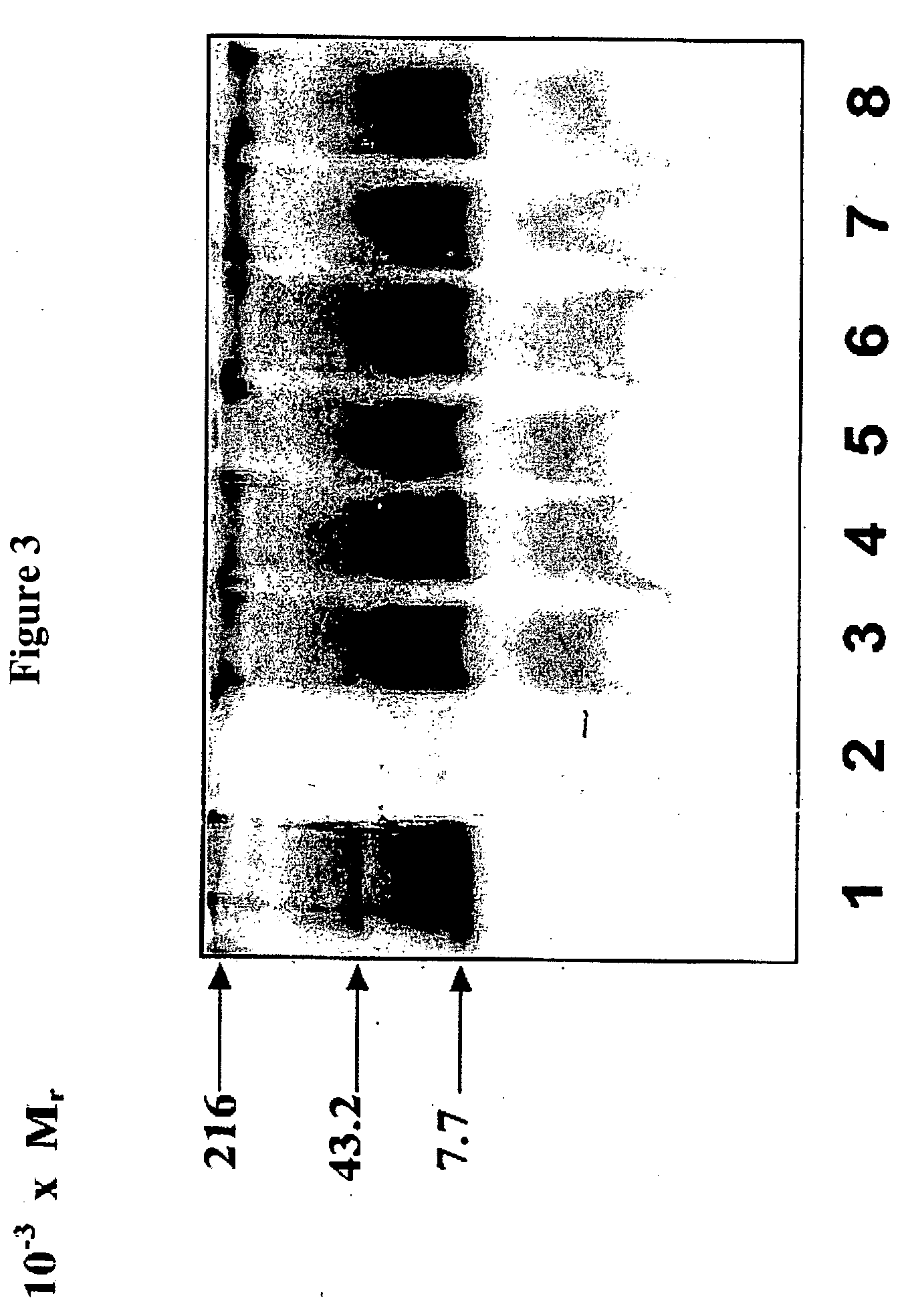 Compositions and methods for eliciting an immune response to gram-negative bacterial infections