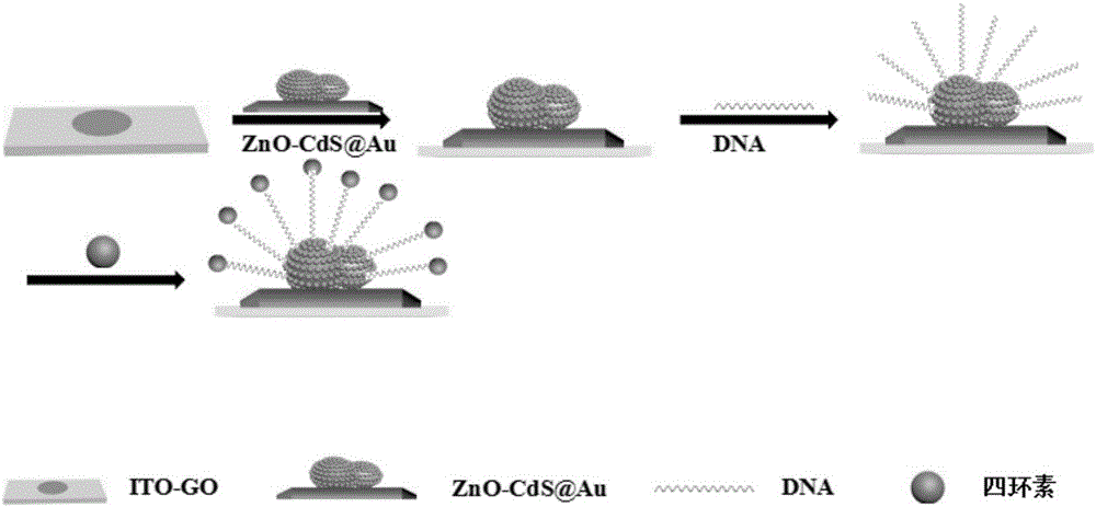 ZnO-CdS@Au nano composite and preparation method and application thereof