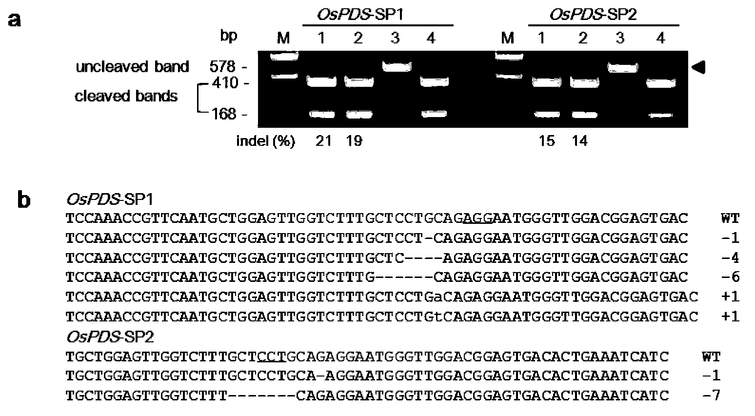 Site-directed modification method of rice genome