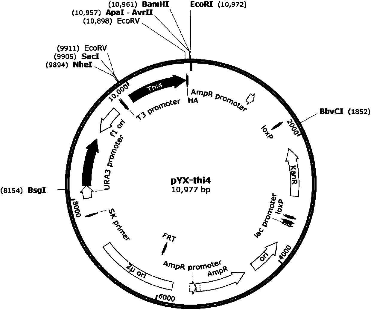 Saccharomyces cerevisiae genetically engineered bacterium capable of efficiently utilizing glucose as well as construction method and application of saccharomyces cerevisiae genetically engineered bacterium