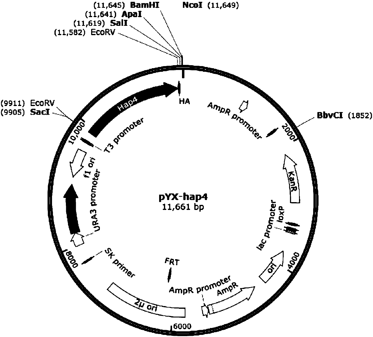 Saccharomyces cerevisiae genetically engineered bacterium capable of efficiently utilizing glucose as well as construction method and application of saccharomyces cerevisiae genetically engineered bacterium