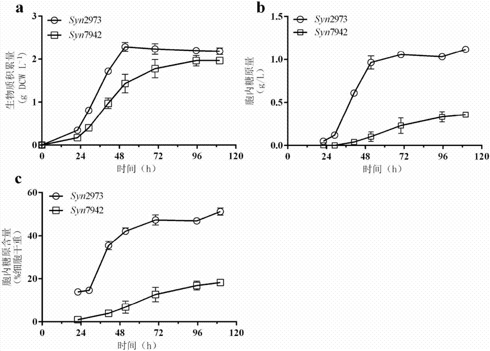Construction body for producing carbohydrate compound by virtue of synechococcus UTEX2973, strain and method