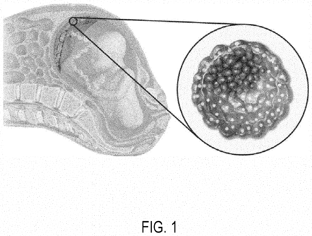 Personalized cells, tissues, and organs for transplantation from a humanized, bespoke, designated-pathogen free, (non-human) donor and methods and products relating to same