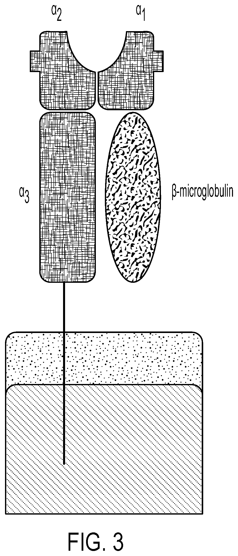 Personalized cells, tissues, and organs for transplantation from a humanized, bespoke, designated-pathogen free, (non-human) donor and methods and products relating to same