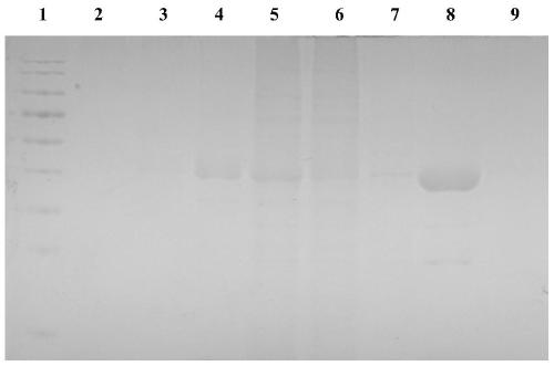 Rapid protein staining solution