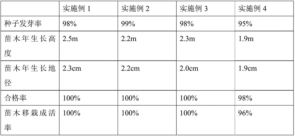 Ulmus parvifolia container seedling culture substrate and method