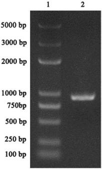 Polysaccharide cracking monooxygenase LPMO 9D coding gene and enzyme and preparation and application thereof