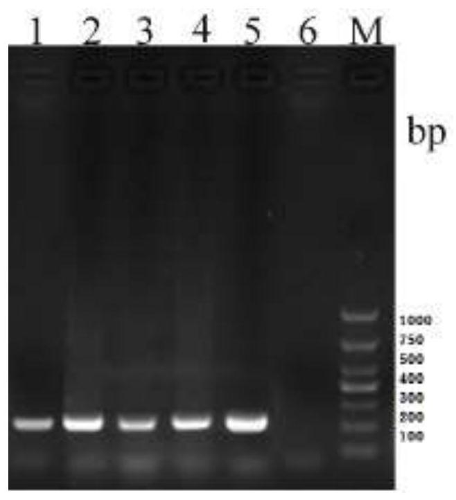 A primer for identifying grass carp reovirus type Ⅱ vaccine strain and wild strain, a kit containing it, and a diagnostic detection method