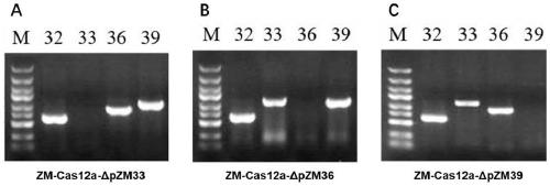 Zymomonas mobilis genome editing method based on CRISPR-Cas12a system and application of method