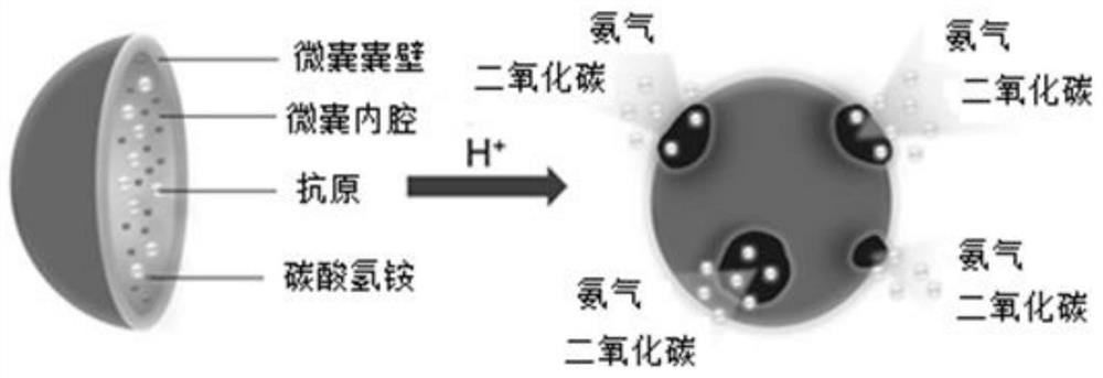 A kind of intracellular pH-responsive polylactic acid nano-microspheres and preparation method thereof