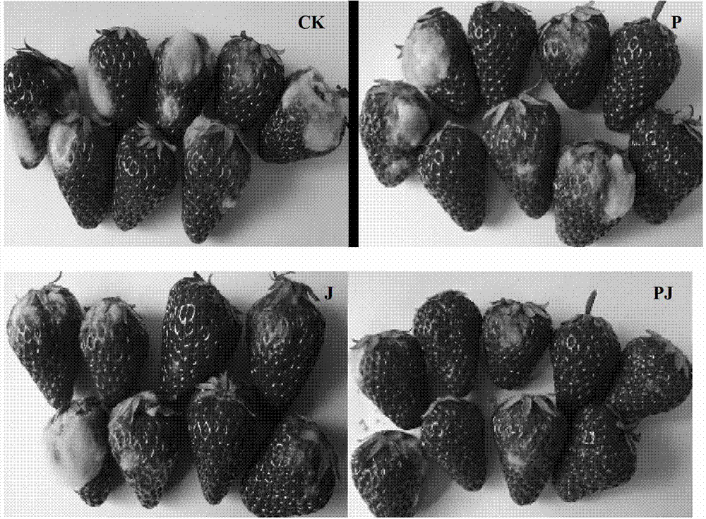 Biological control method for enhancing postharvest storability of strawberries
