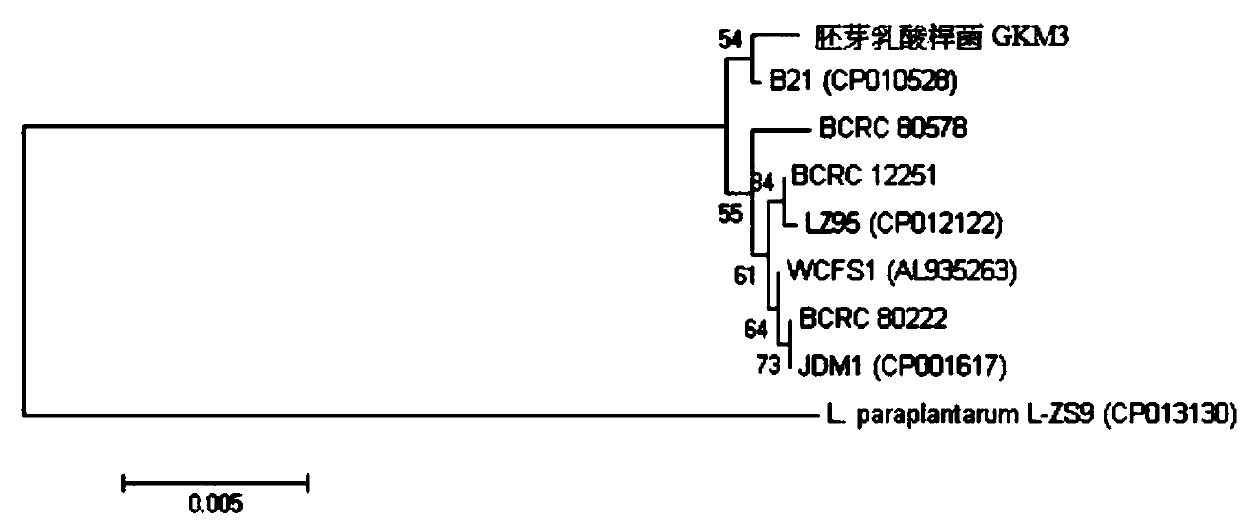 Lactobacillus plantarum and application thereof in reducing uric acid, improving allergy and reducing blood sugar