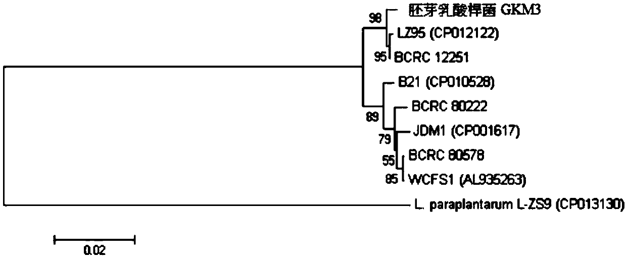 Lactobacillus plantarum and application thereof in reducing uric acid, improving allergy and reducing blood sugar