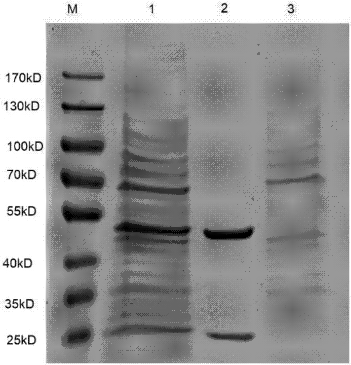 Human-mouse chimeric anti-CXCR2 full-molecule IgG and application thereof