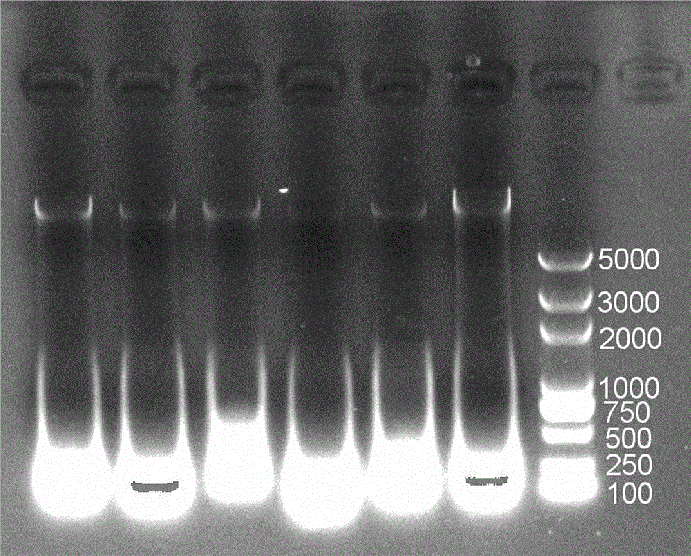 Method for harmlessly extracting Chinese sturgeon DNA