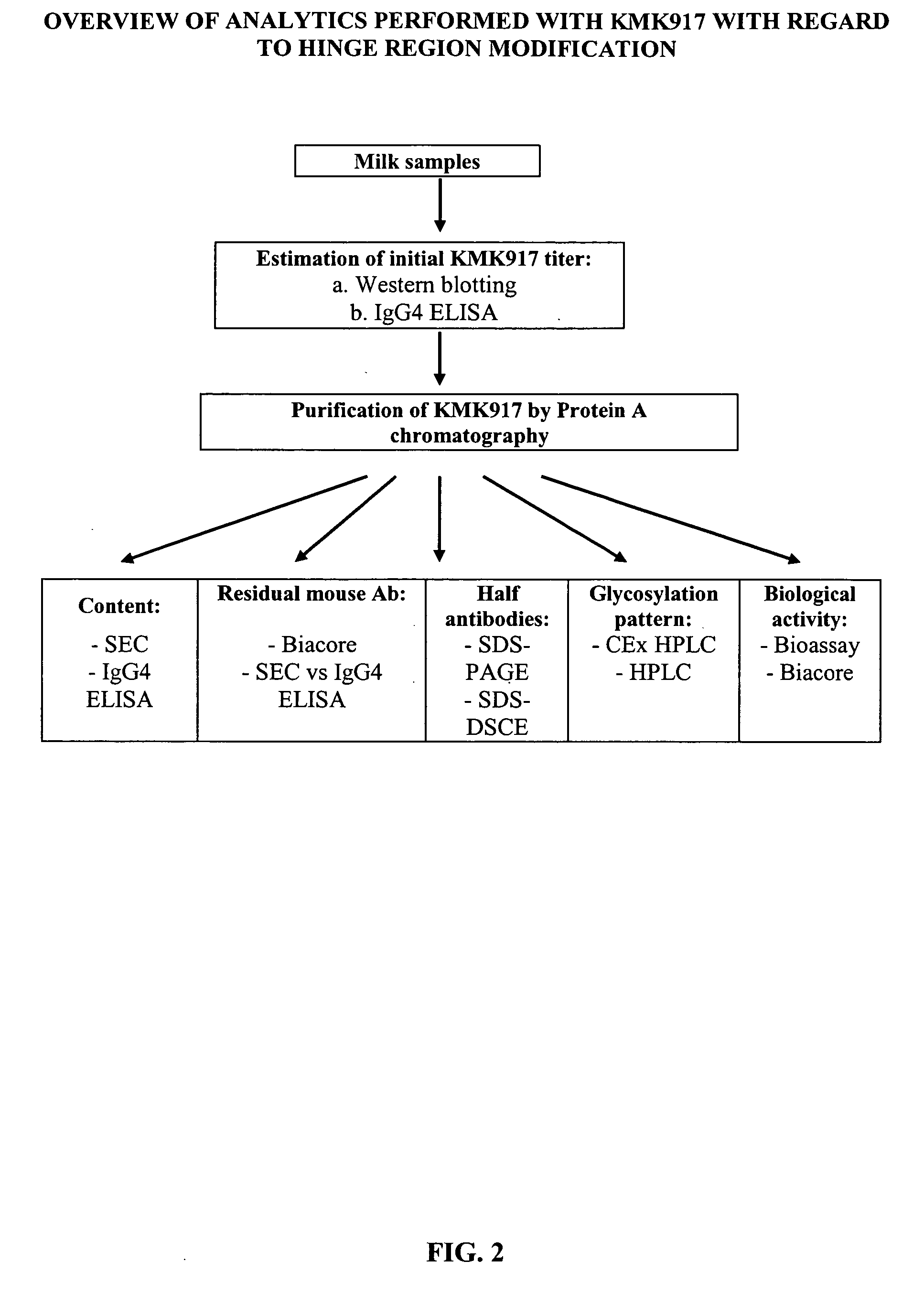 Modified antibodies stably produced in milk and methods of producing same