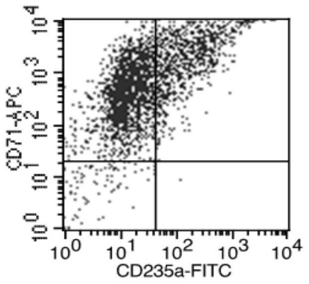 Method for inducing proliferation and erythroid differentiation of hematopoietic stem progenitor cells and its application