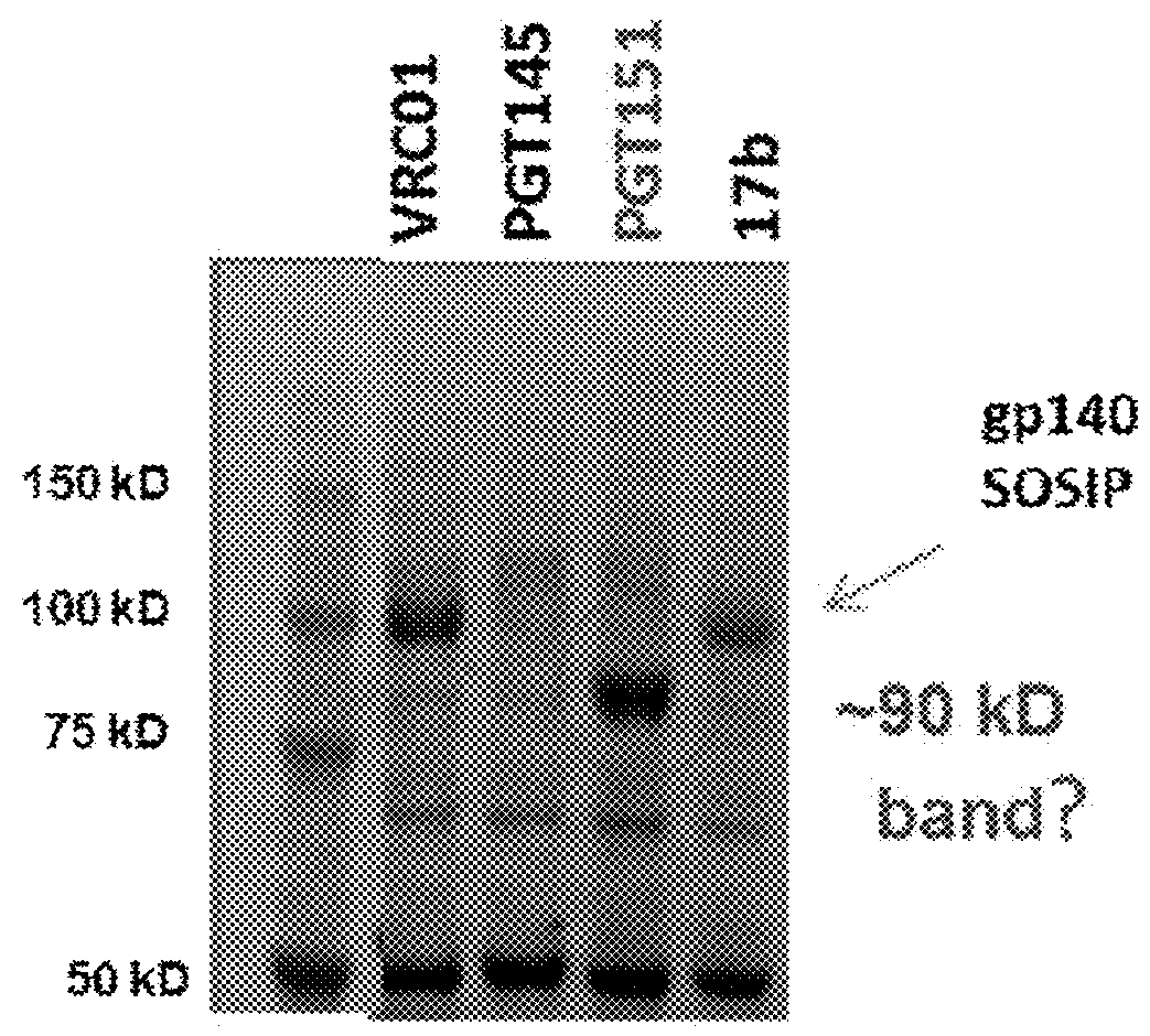 Mammalian protein co-recognition by broadly neutralizing antibodies as modified immunogens for re-elicitation