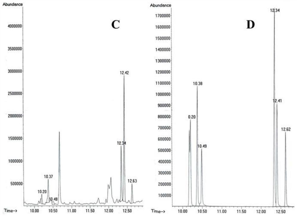 Application of Platycodon grandiflorum total polysaccharide in the preparation of medicine for the treatment of apoptosis induced by cccp