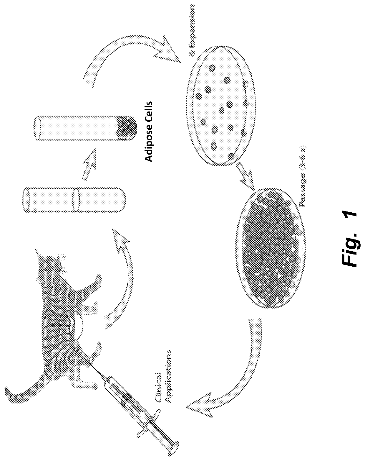 Mesenchymal stem cells for oral inflammation treatment