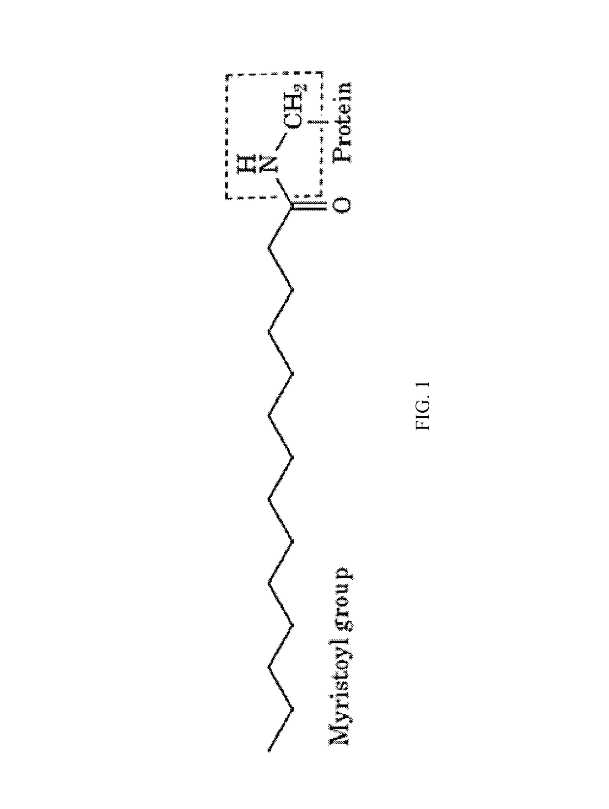 Myristoylated leptin-related peptides and uses thereof