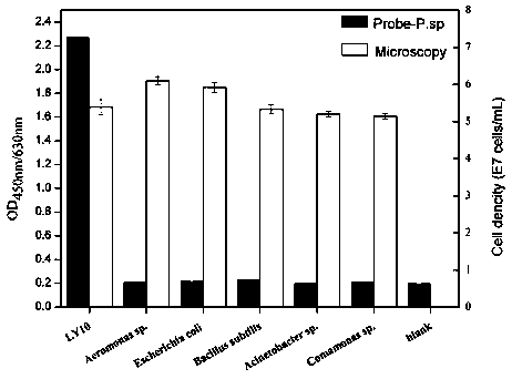 A set of probe compositions for the detection of pseudomonas (pseudomonas) bacteria