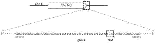 Efficient CRISPR/Cas (Clustered Regulatory Interspaced Short Palindromic Repeats/CRISPR associated) 9 gene editing system for Kluyveromyces optimization