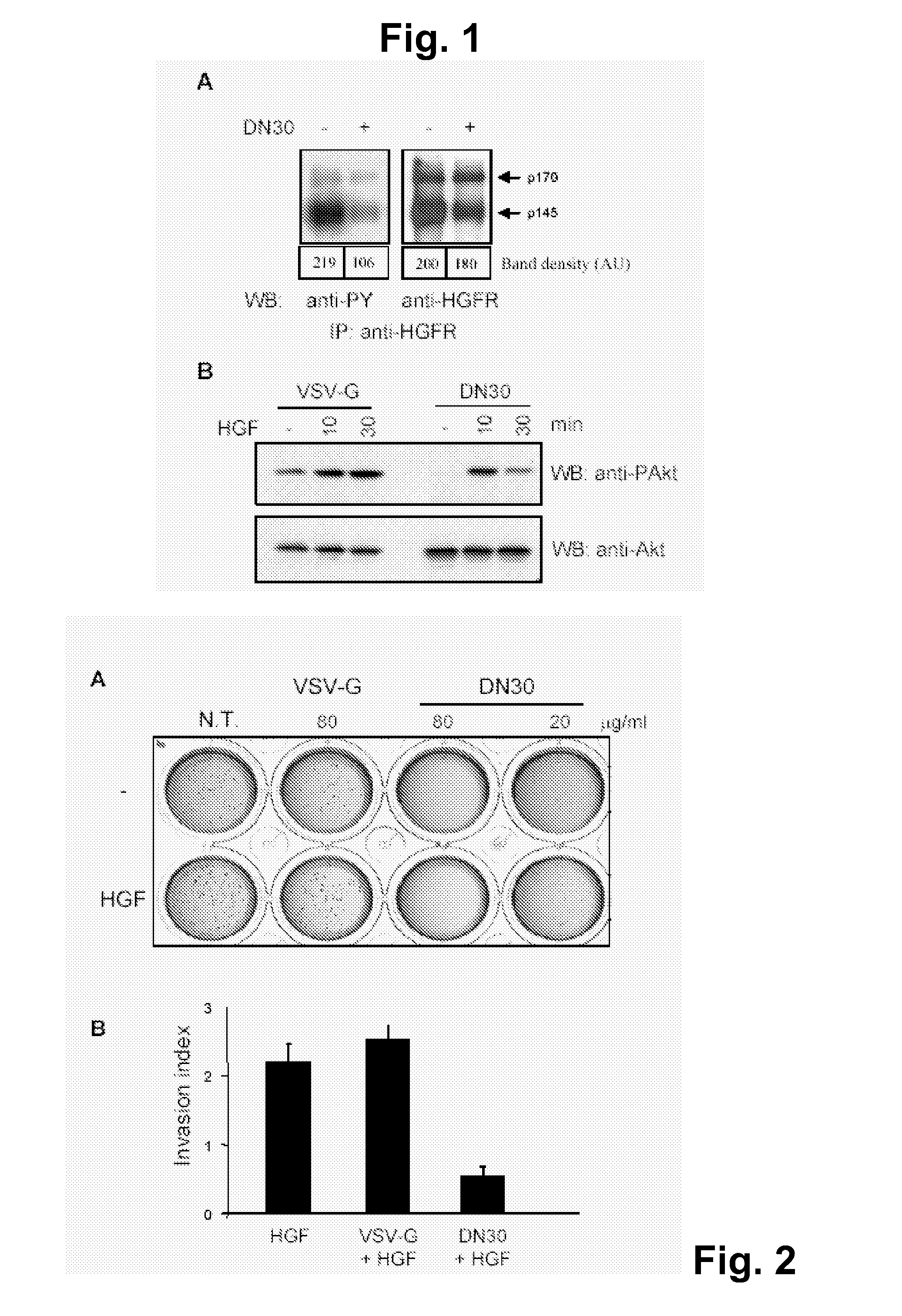 Anti-Met Monoclonal Antibody, Fragments and Vectors Thereof, for the Treatment of Tumors and Corresponding Products