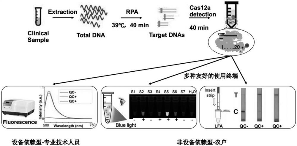 Kit and method for visual detection of citrus huanglongbing based on RPA-CRISPR-Cas12a system