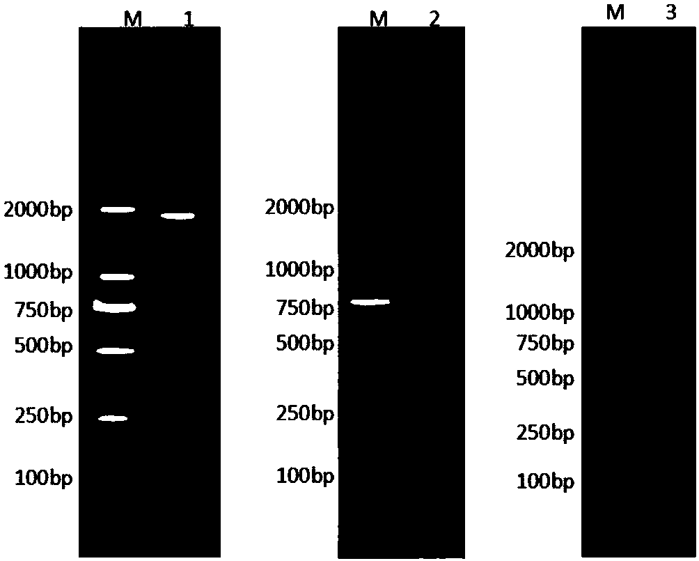 Method for constructing recombinant insect baculovirus expression vector of PVC2 (porcine circovirus type 2) Cap-labeled protein