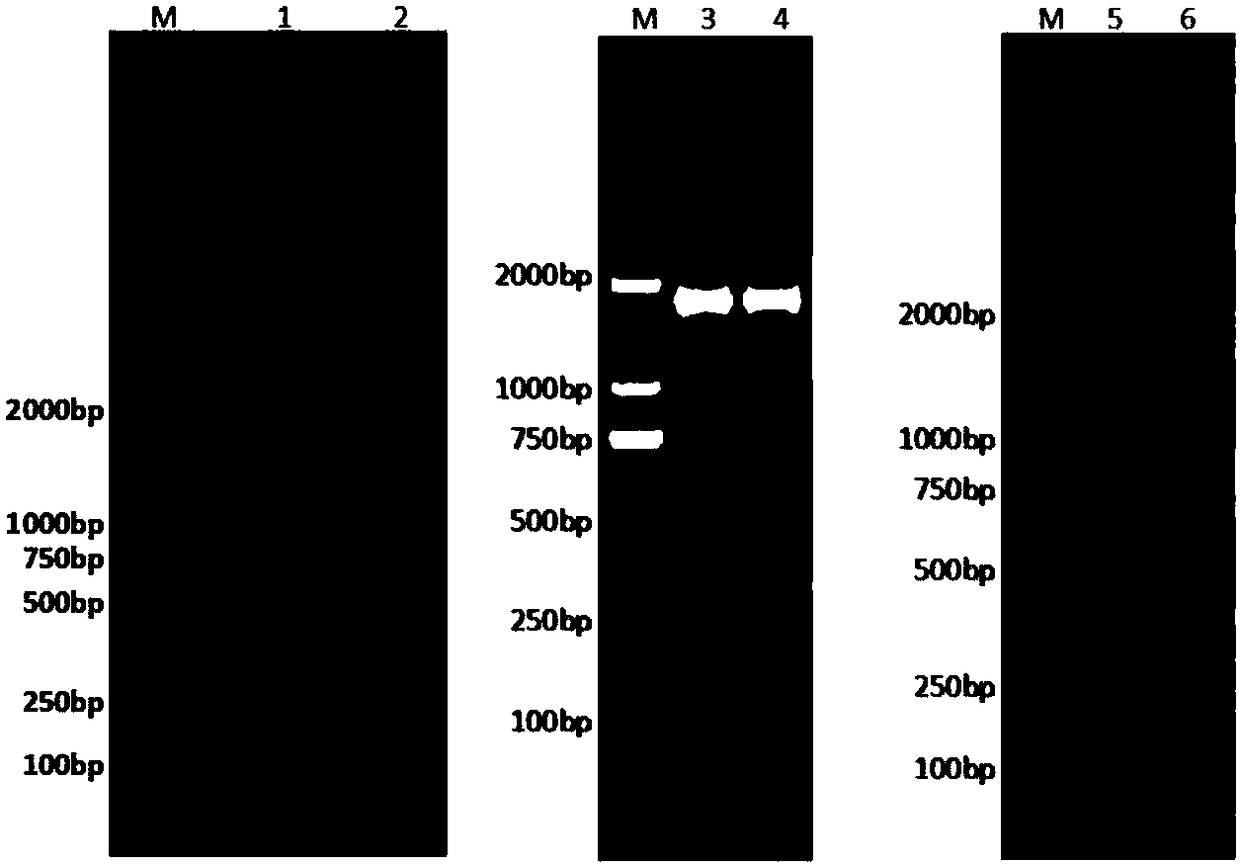 Method for constructing recombinant insect baculovirus expression vector of PVC2 (porcine circovirus type 2) Cap-labeled protein