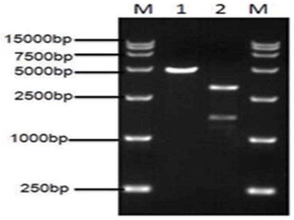 Recombinant lactic acid bacteria strain expressing ibdv VP2 protein and Salmonella outer membrane protein RCK and its use