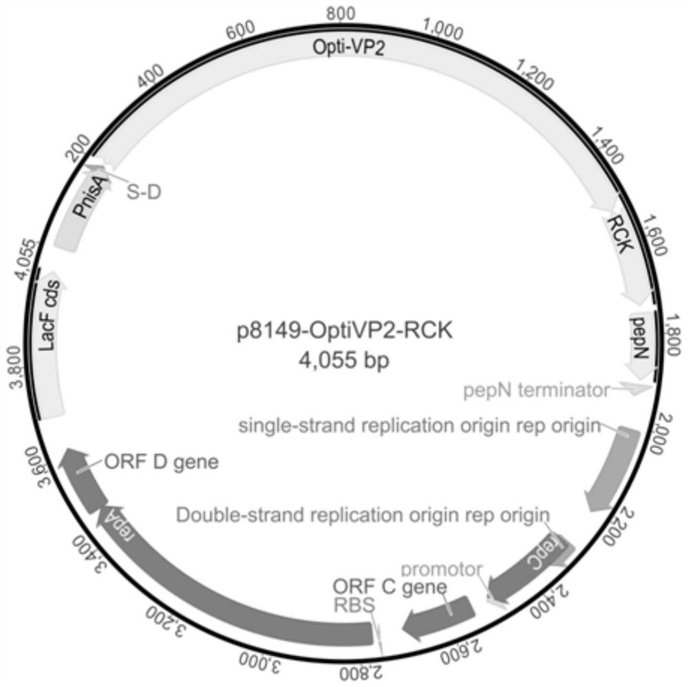 Recombinant lactic acid bacteria strain expressing ibdv VP2 protein and Salmonella outer membrane protein RCK and its use