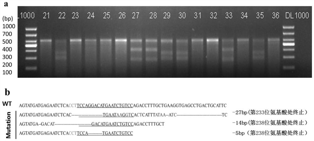 Preparation method of ddx27 gene deletion zebrafish mutant