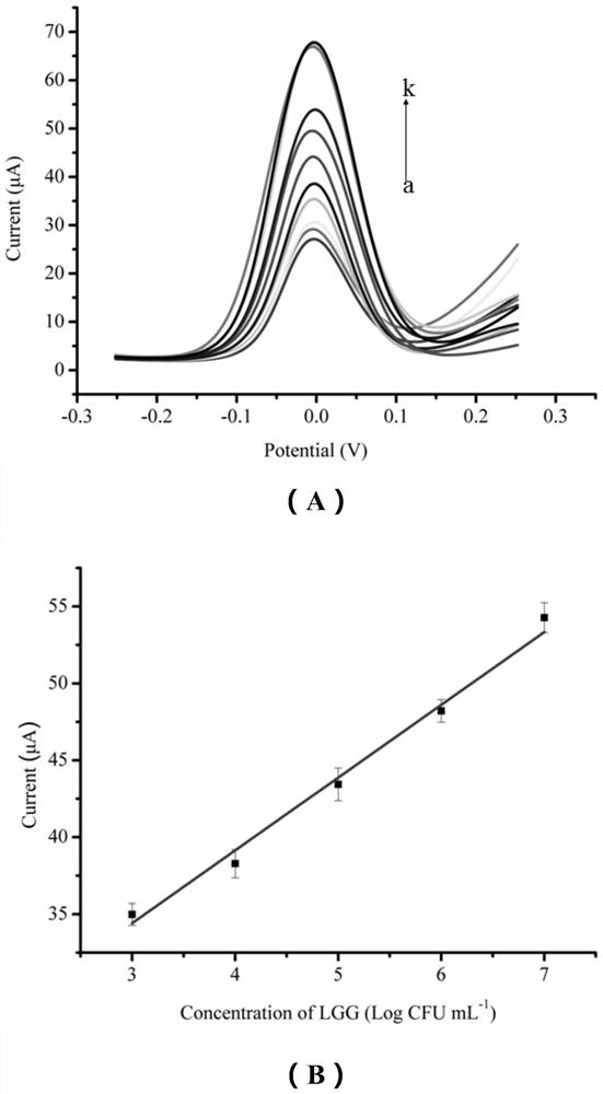 A detection method of Lactobacillus rhamnosus immunomagnetic bead electrochemical sensor