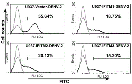 Application of IFITM3 (interferon induced transmembrane protein 3) packaging exosome to preparation of dengue virus infection prevention medicine