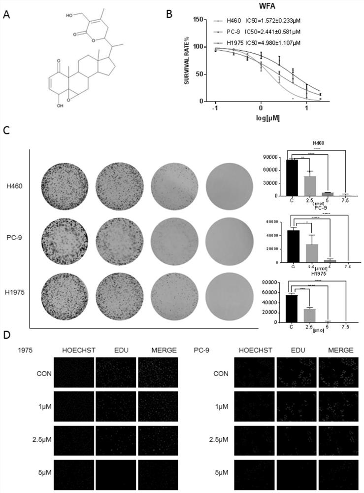 Application of withaferin A in preparation of antitumor drugs