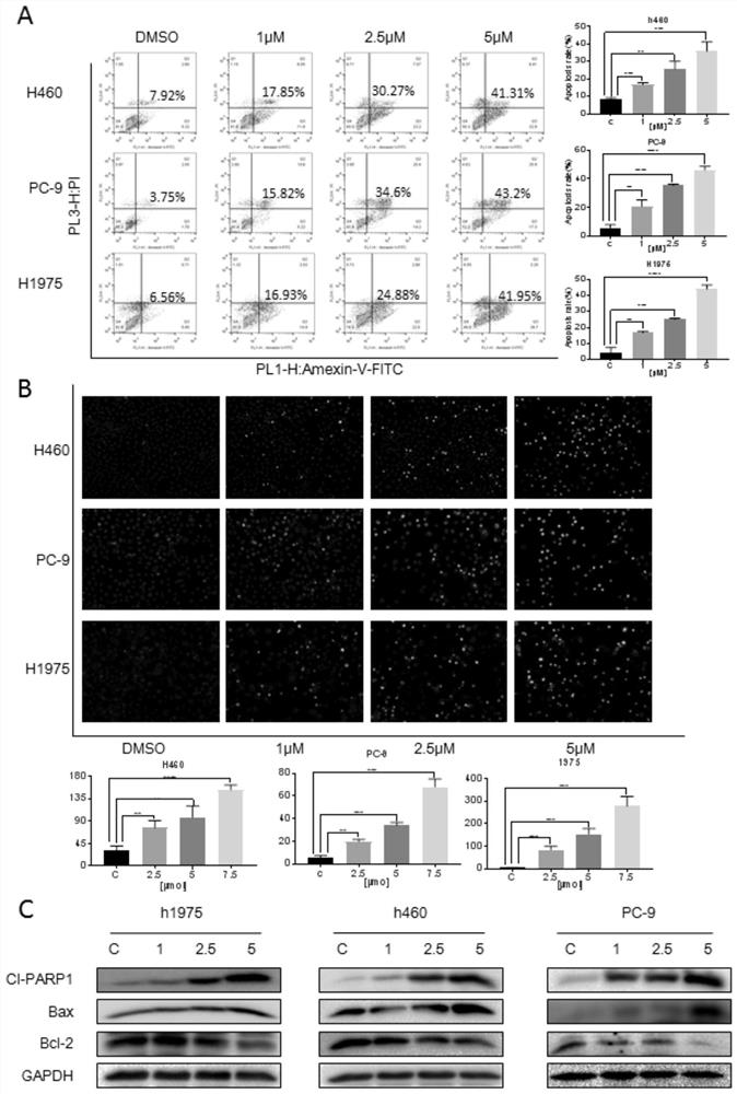 Application of withaferin A in preparation of antitumor drugs