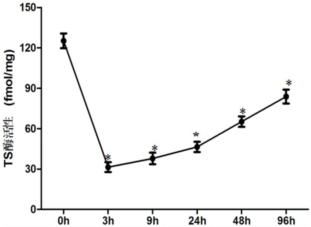 Application of thymidylate synthase inhibitor in preparation and construction of mouse model with NTDs (neural tube defects)