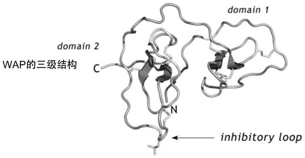Human leukocyte protease inhibitor and its recombinant preparation and application