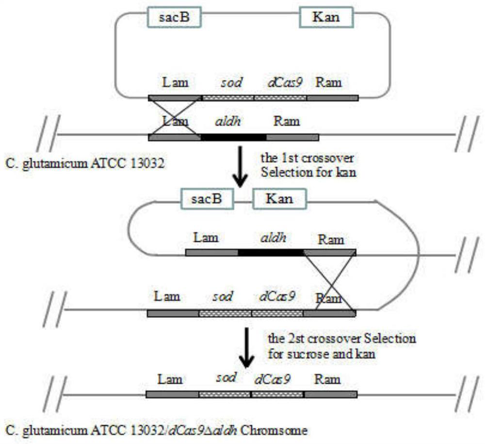 Method for synthesizing glyoxylic acid by utilizing corynebacterium glutamicum based on CRISPRi regulation
