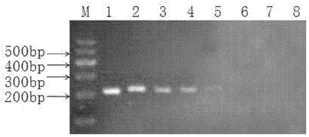 PCR (polymerase chain reaction) primer pair for identifying H3 subtype avian influenza virus and application thereof